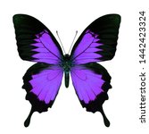 Luminous Purple Swallowtail...