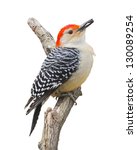 Red Bellied Woodpecker With...