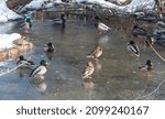 Ducks On Clear Ice Of Frozen...
