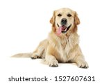 Studio shot of an adorable Golden retriever lying with hanging tongue - isolated on white background.