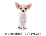 Studio shot of an adorable Chihuahua puppy standing on white background.