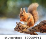 Red Squirrel Feeding In Winter  ...