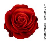 Red Rose Flower Isolated On...