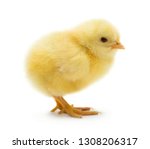Cute little chicken isolated on ...