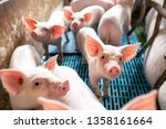 Ecological Pigs And Piglets At...