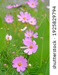 Small photo of The flowering space is twofold (Cosmos bipinnatus Cav.)