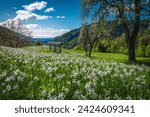 Small photo of Stunning view from the flowery hill, blooming white daffodils and wooden hay rack on the glade, Golica hills, Jesenice, slovenia, Europe