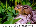 Small Chipmunk Quietly Sits On...