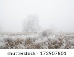 Frozen tree in mist with grass and bush covered by ice in front