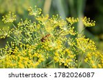 Dill Flowers And Bee Close Up...