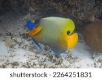 Blueface angelfish underwater. Pomacanthus xanthometopon