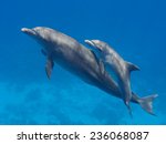 Two Cute Dolphins Smimming In...