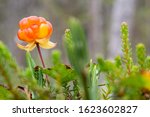 Ripe, appetizing northern berry cloudberry Rubus chamaemorus, in a forest swamp. Macro.