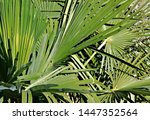 Palm Leaf Pattern In Healthy...