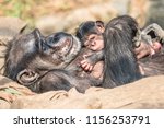Portrait Of Mother Chimpanzee...
