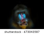 Portrait Of African Mandrill At ...