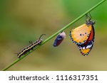 Differing stages of life from caterpillar to cocoon to butterfly