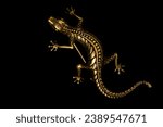 Small photo of Old golden lizard brooch isolated on black background