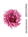 Pink Synthetic Flower On White...