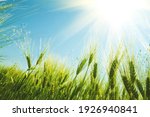 Green wheat field on sunny day. Natural background. Harvest concept. Zero angle. Soft focus