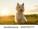 A West Highland White Terrier A ...
