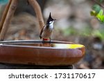 A red   whiskered bulbul is...