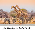 Two Giraffes And Four Zebras At ...