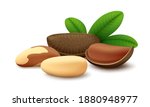 lying brazil nut in open shell  ... | Shutterstock .eps vector #1880948977