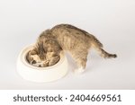 Small photo of Capturing an isolated beautiful tabby cat's feeding time as it sits beside a food bowl on the floor eagerly eating a meal. The cat's curiosity and full belly add to its adorable nature.