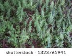 Small photo of Ostrich Ferns. Overhead view of a species of fiddle head ferns known as ostrich ferns. This species of ferns is considered a delicacy and harvested in the spring when the fern resembles a fiddle head.