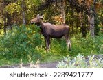 Small photo of A Moose (Alces alces ) in the forest. Female Moose in its natural habitat. Jasper National Park, Alberta, Canada