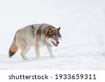 Canis Lupus Walking On Snow At...