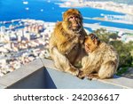 A Photo Of Barbary Macaques ...