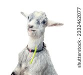 Small photo of a photography of a goat with a collar and a frisbee in its mouth, there is a goat that is sitting down with a frisbee in its mouth.