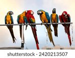 Small photo of The beauty of macaws The breeder brought it to show and brought it to fly on a sunny day.
