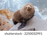 Small photo of An Australian Fur Seal basks in the sun on rocks in summer near Wagonga Inlet in Narooma, New South Wales, Australia