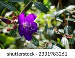 Small photo of Orchid purple flowers or violet floral mauve blossom and green leaf plant tree in garden park tropical freshness for thai people travelers travel visit rest relax at Mae Rim in Chiang Mai, Thailand