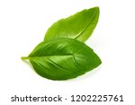 Green Basil Leaves Fresh Spice, closeup, isolated on a white background.
