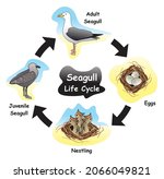 Seagull Life Cycle Infographic...