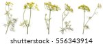 Blossoming Branch Of Fennel On...