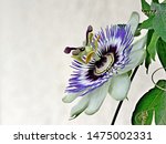Blue Passionflower   Passiflora ...