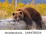 A Grizzly Bear In Alaska Taking ...