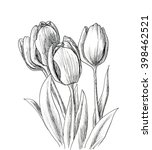Hand Drawn Decorative Tulips...