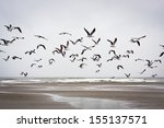 Seagulls Flying On A Rainy Day