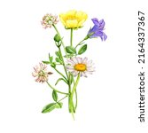watercolor drawing bouquet of... | Shutterstock . vector #2164337367