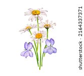 watercolor drawing bouquet of... | Shutterstock . vector #2164337371