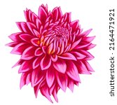 drawing flower of dahlia... | Shutterstock . vector #2164471921