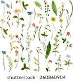 Set Of Watercolor Drawing Herbs ...