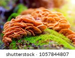Beautiful Forest Mushrooms And...