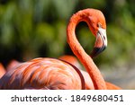 Caribbean Flamingo Latin Name...